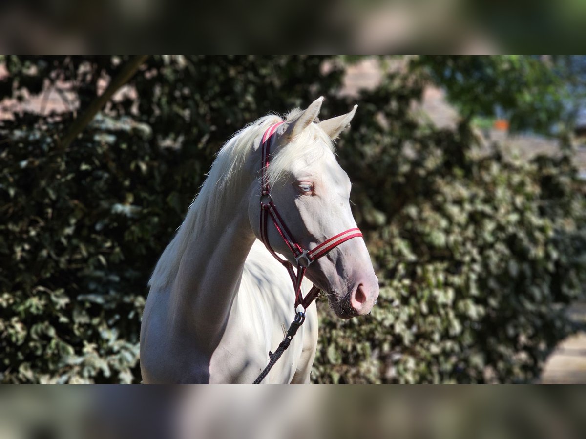 Belgisch Warmbloed Merrie 2 Jaar 152 cm Cremello in Visz