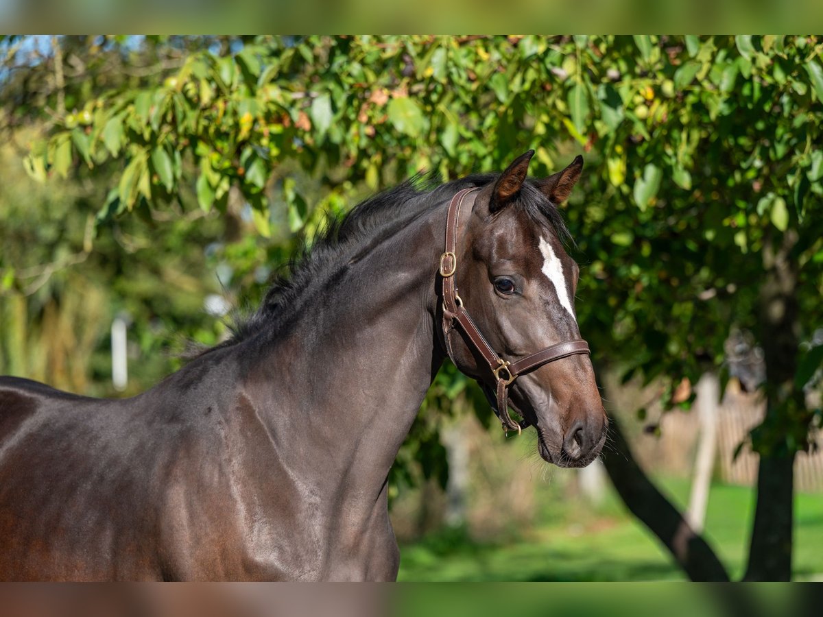 Belgisch Warmbloed Merrie 2 Jaar 168 cm Donkerbruin in GROTE-BROGEL