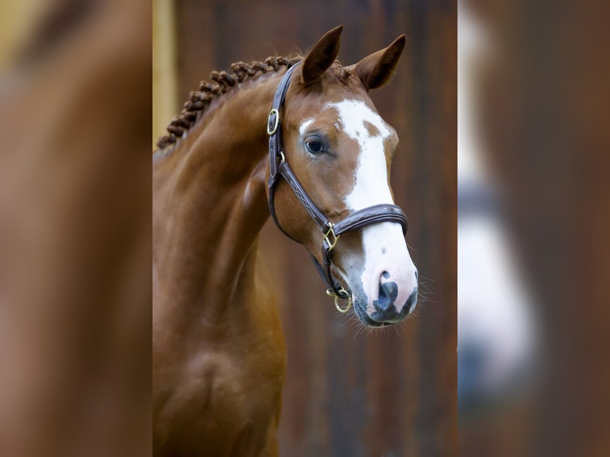 Belgisch Warmbloed Merrie 2 Jaar 169 cm Vos in Kinrooi