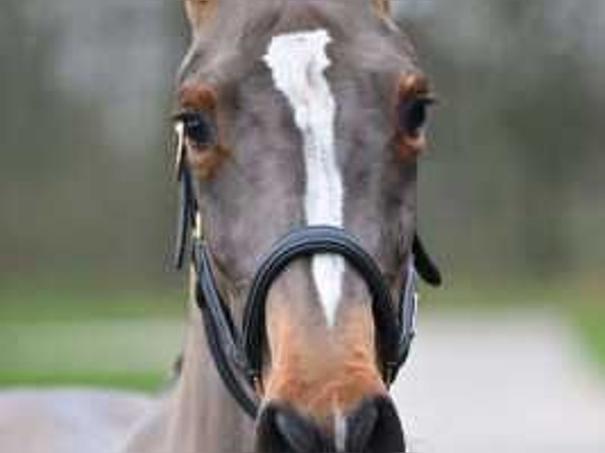 Belgisch Warmbloed Merrie 3 Jaar 160 cm in Sint-Niklaas