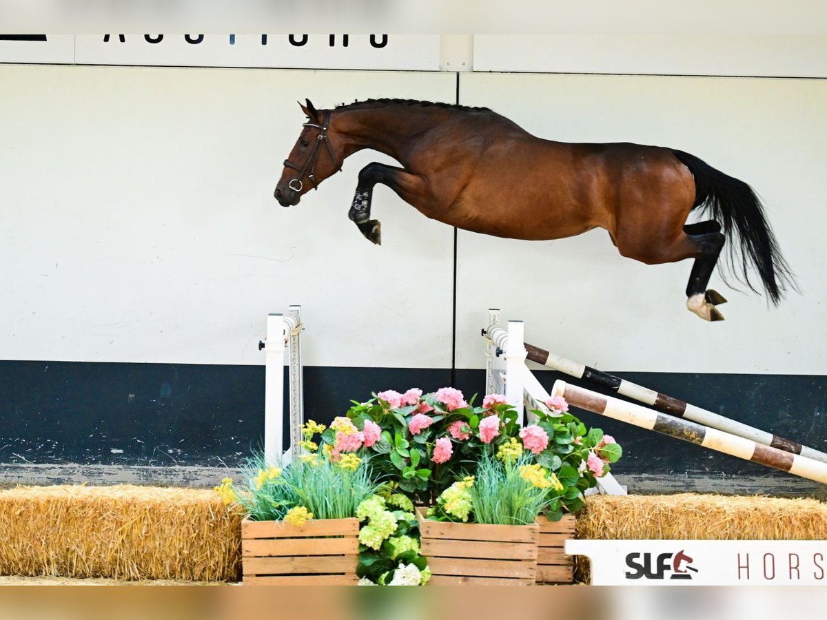 Belgisch Warmbloed Merrie 3 Jaar 162 cm Bruin in Bladel