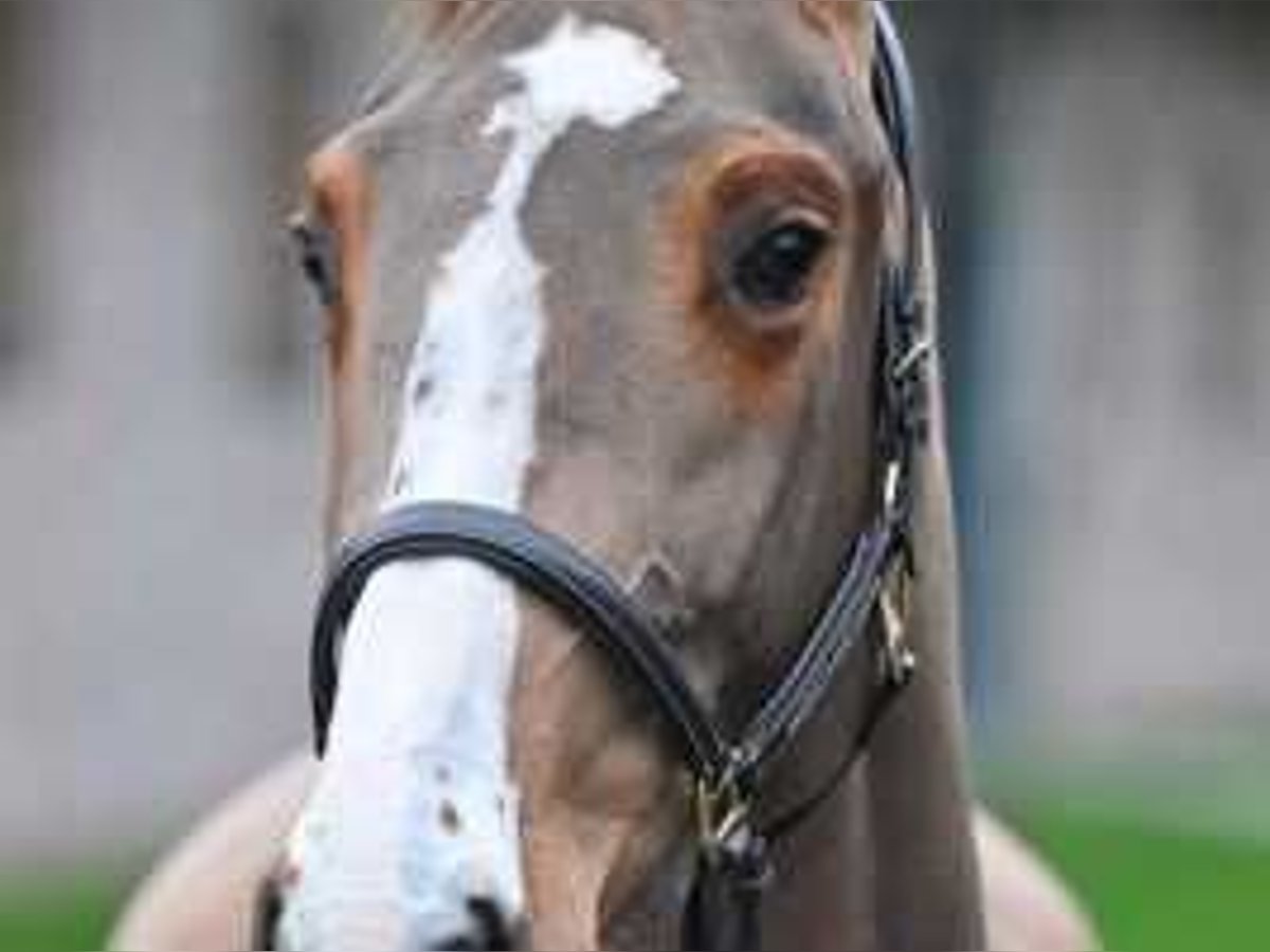 Belgisch Warmbloed Merrie 3 Jaar 163 cm Roodbruin in Sint-Niklaas