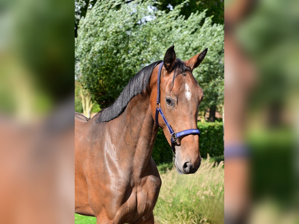 Belgisch Warmbloed Merrie 3 Jaar 164 cm Donkerbruin in Bladel