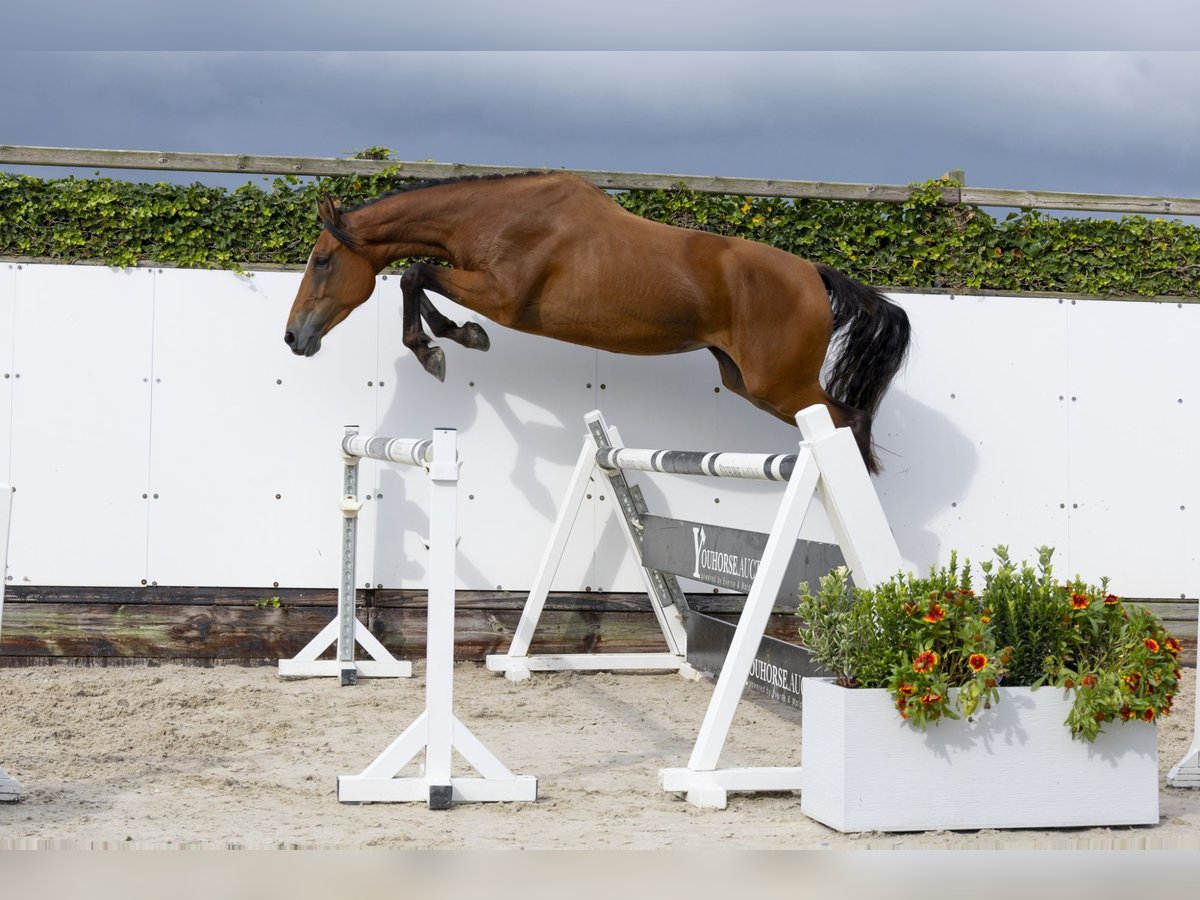 Belgisch Warmbloed Merrie 3 Jaar 168 cm Bruin in Waddinxveen