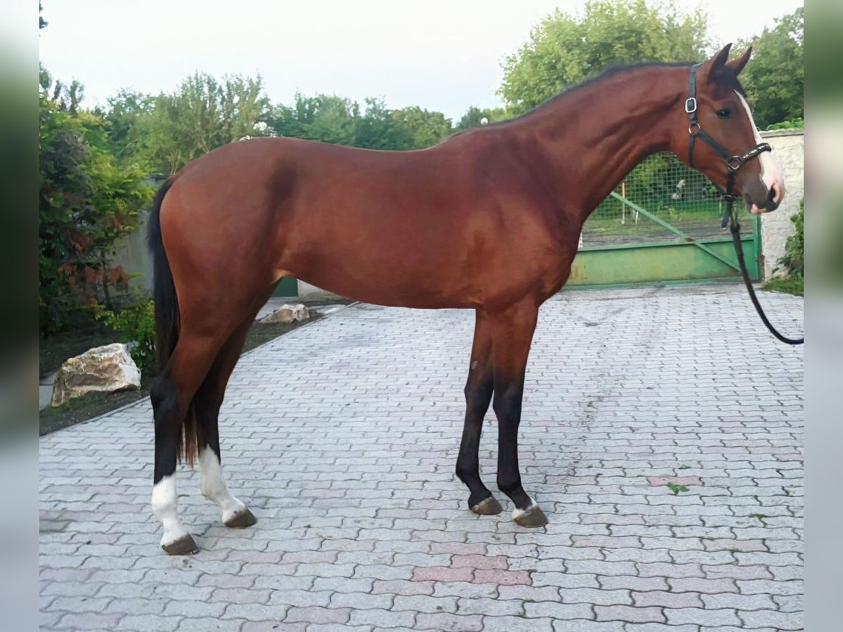 Belgisch Warmbloed Merrie 3 Jaar 170 cm Bruin in Murska Soboda
