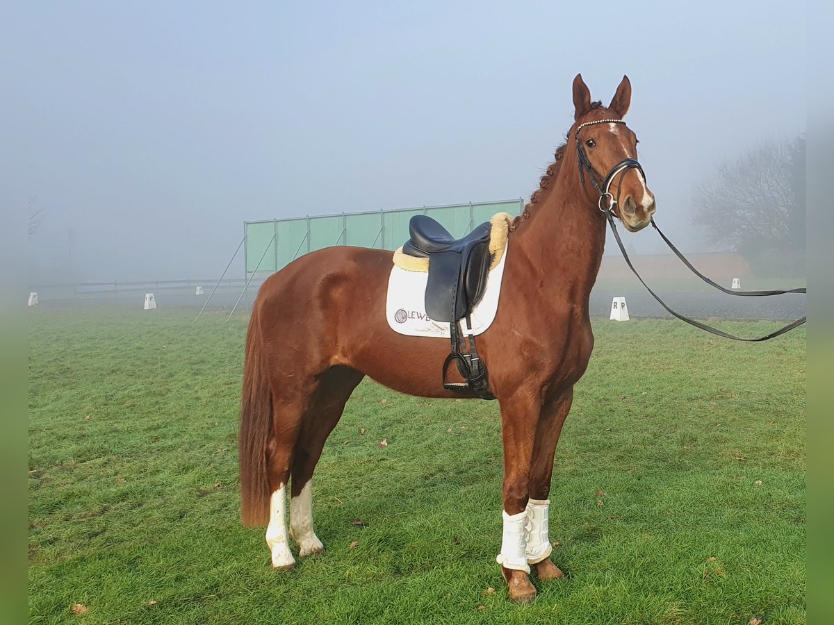 Belgisch Warmbloed Merrie 3 Jaar 170 cm Vos in Huy