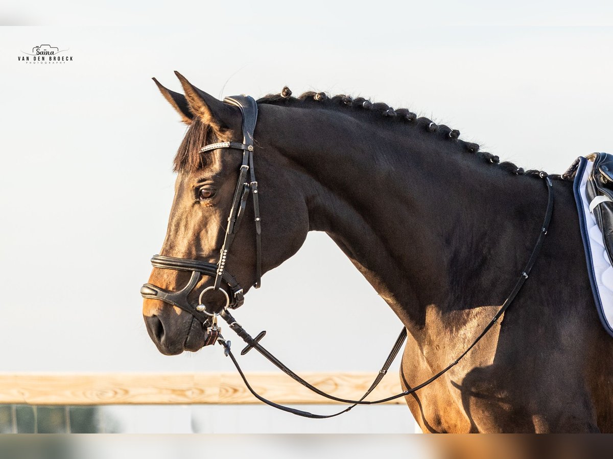 Belgisch Warmbloed Merrie 3 Jaar 171 cm Donkerbruin in Schore