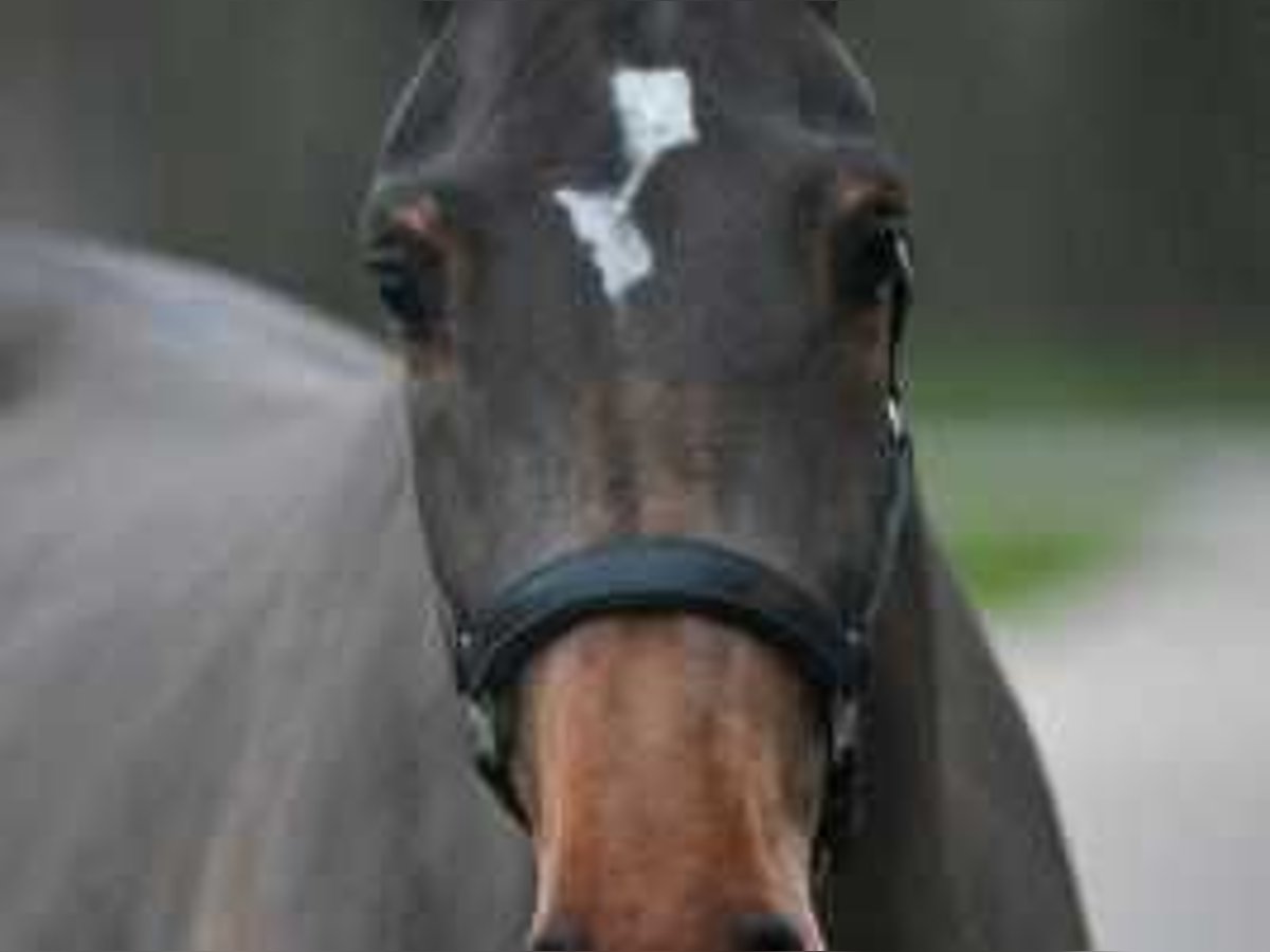 Belgisch Warmbloed Merrie 3 Jaar 172 cm Roodbruin in Sint-Niklaas