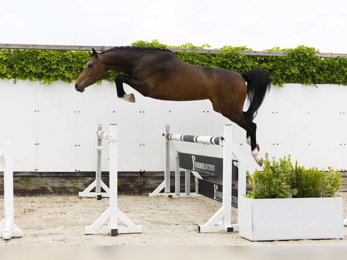 Belgisch Warmbloed Merrie 4 Jaar 165 cm Bruin in Waddinxveen