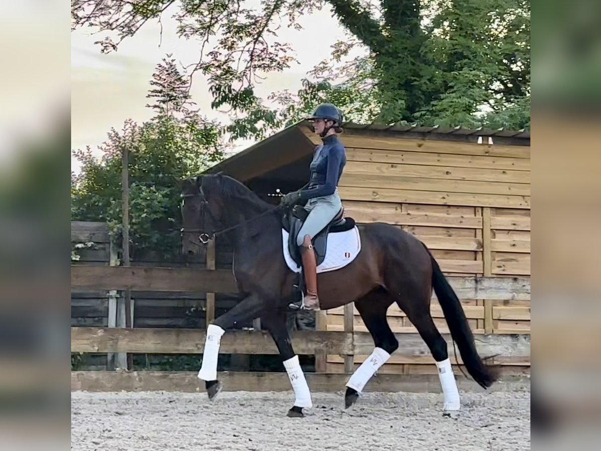 Belgisch Warmbloed Merrie 4 Jaar 166 cm Donkerbruin in Neeroeteren