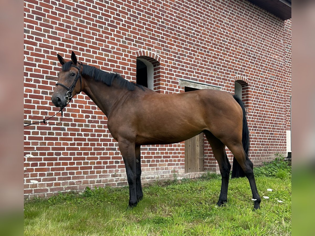 Belgisch Warmbloed Merrie 4 Jaar 167 cm Donkerbruin in Denderhoutem