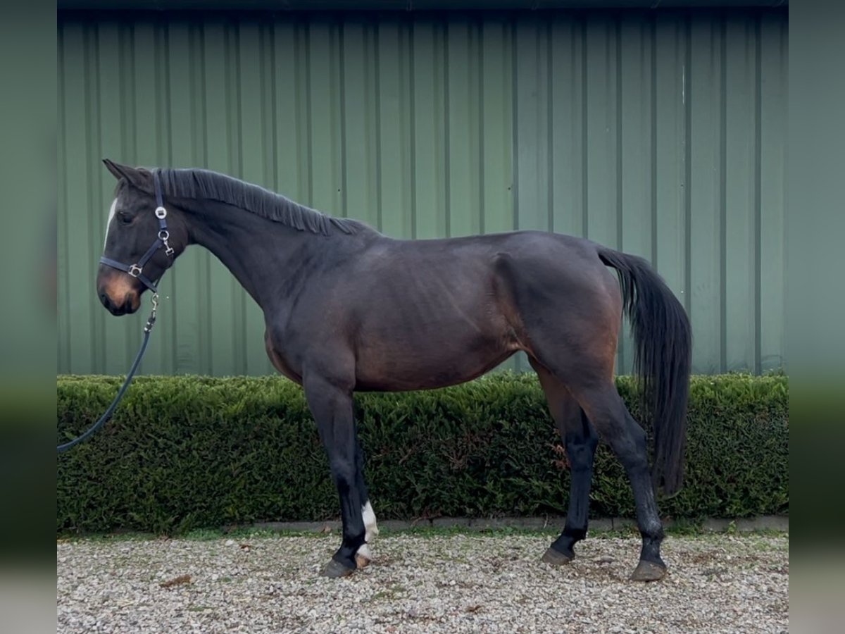 Belgisch Warmbloed Merrie 4 Jaar 167 cm Donkerbruin in Oud Gastel