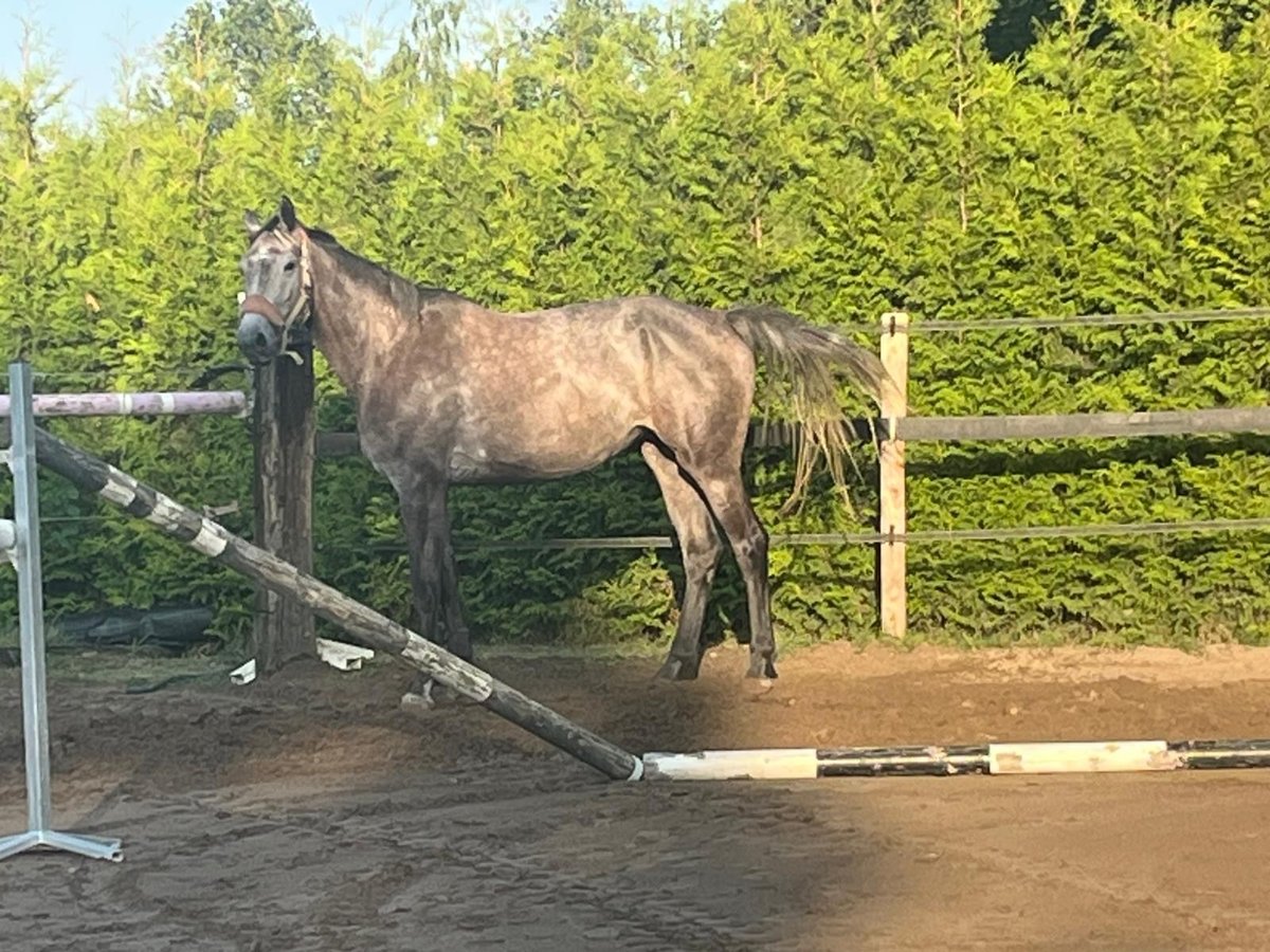 Belgisch Warmbloed Merrie 4 Jaar 168 cm Zwartschimmel in Cereste-en-Luberon