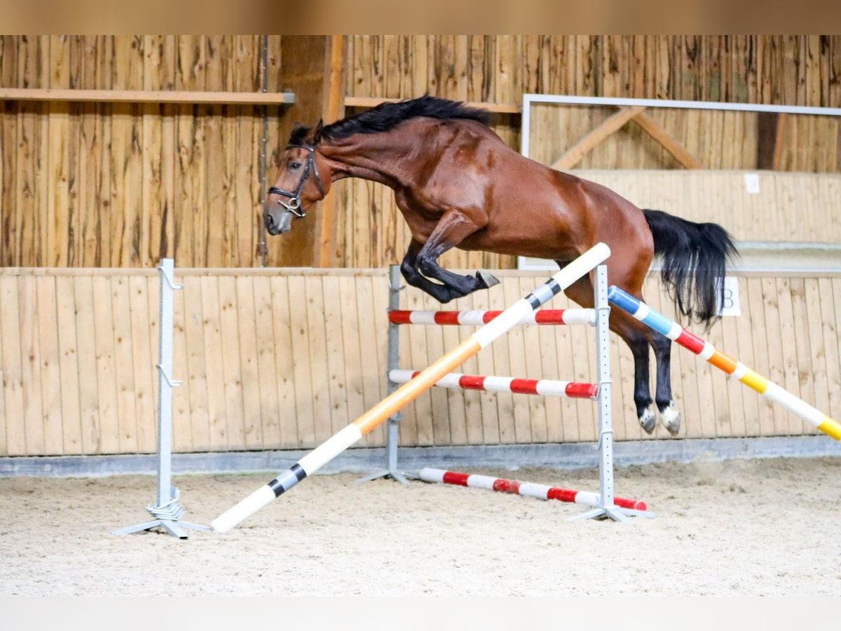 Belgisch Warmbloed Merrie 4 Jaar 177 cm Bruin in Zaffelare