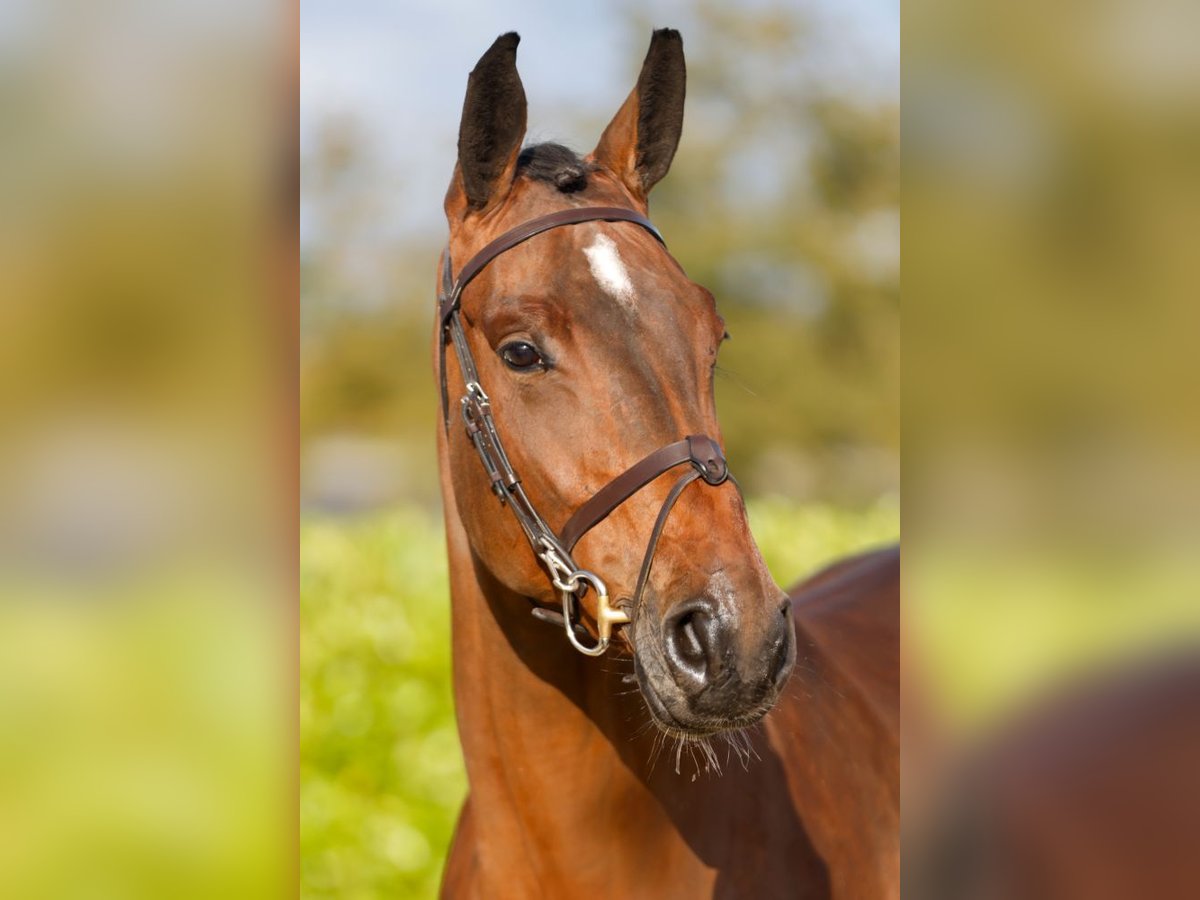 Belgisch Warmbloed Merrie 5 Jaar 172 cm Roodbruin in Kinrooi