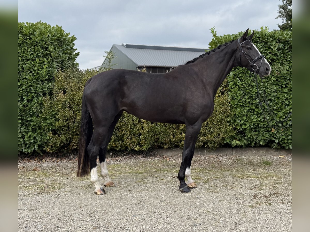 Belgisch Warmbloed Merrie 5 Jaar 173 cm Zwart in Oud Gastel
