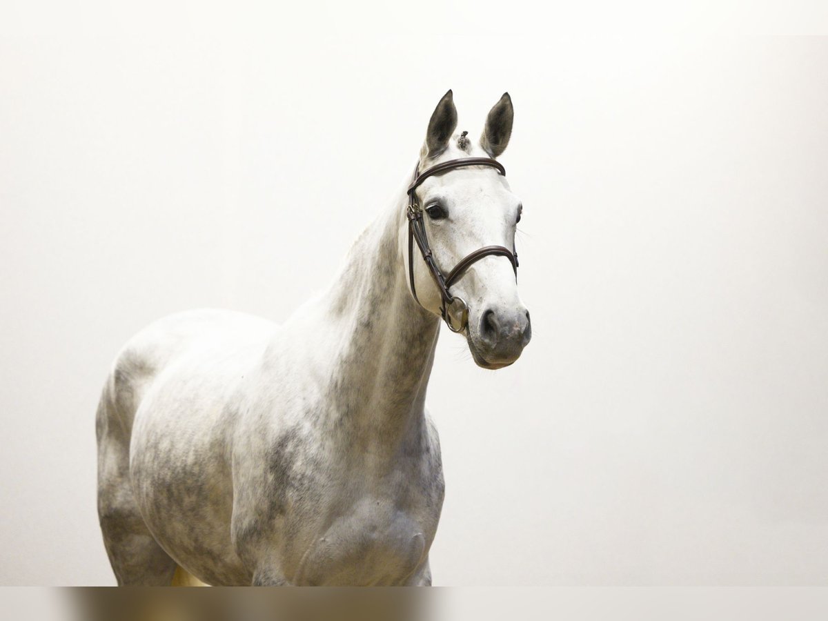 Belgisch Warmbloed Merrie 5 Jaar Schimmel in Waddinxveen Belgisch Warmbloed Merrie 5 Jaar Schimmel in Waddinxveen