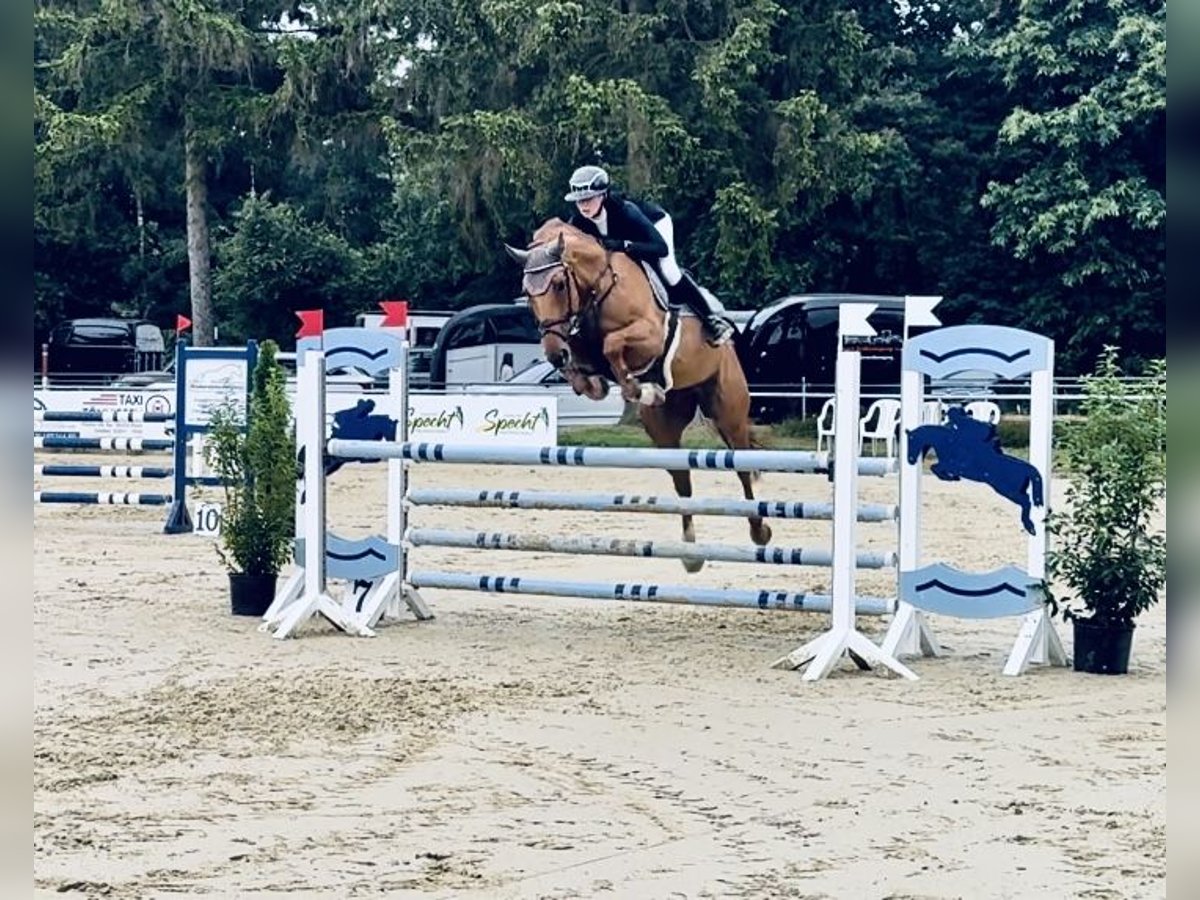 Belgisch Warmbloed Merrie 6 Jaar 167 cm Vos in Kleve