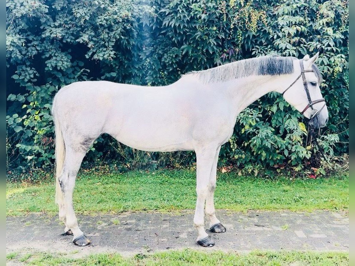 Belgisch Warmbloed Merrie 7 Jaar 176 cm Schimmel in Zeven