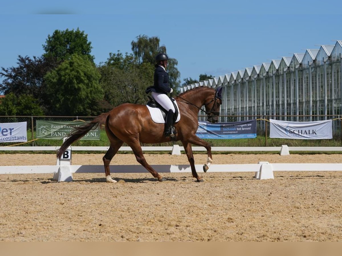 Belgisch Warmbloed Merrie 7 Jaar Vos in Ravels