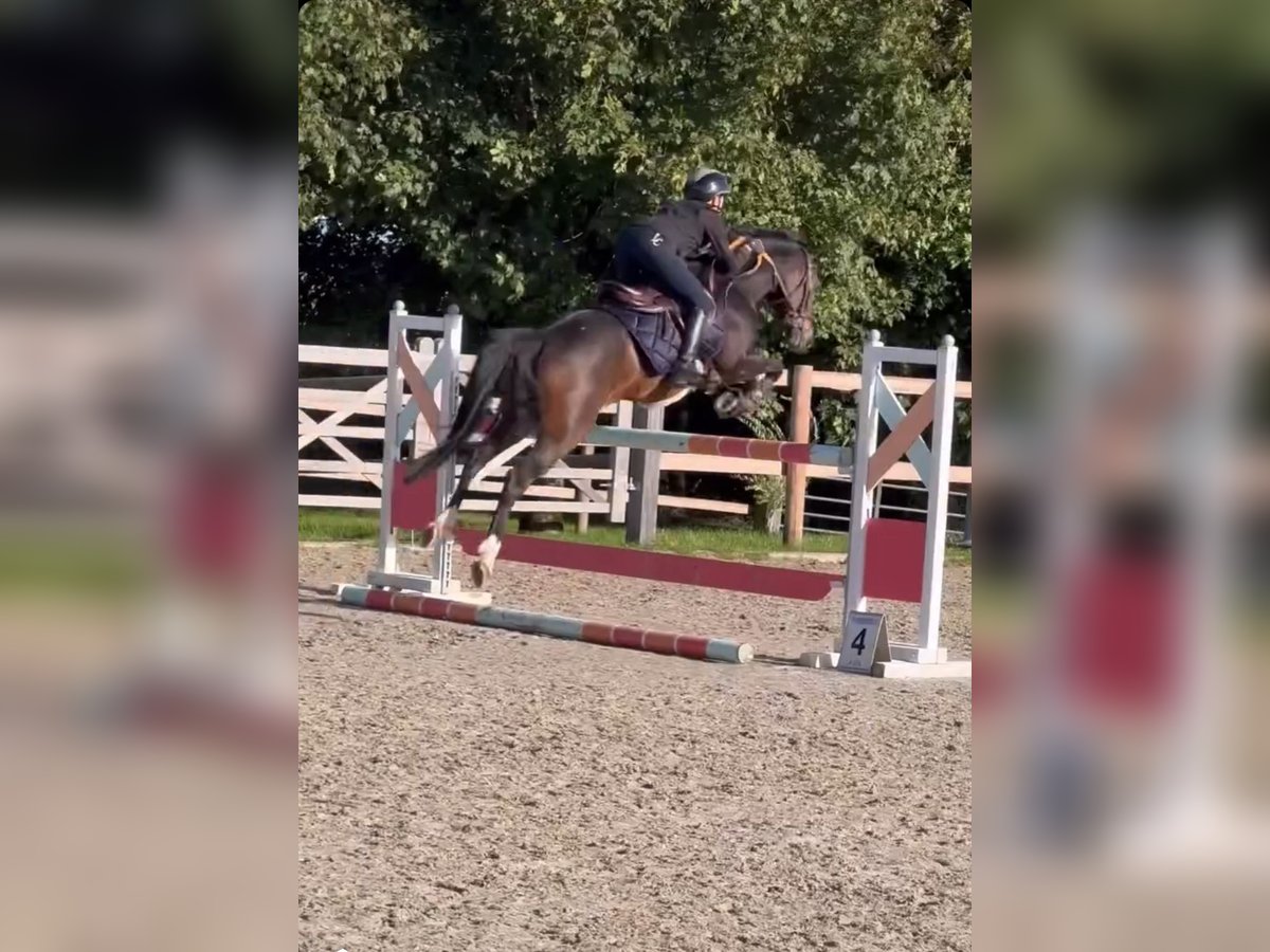 Belgisch Warmbloed Merrie 8 Jaar 144 cm Zwartbruin in Li&#xE8;ge