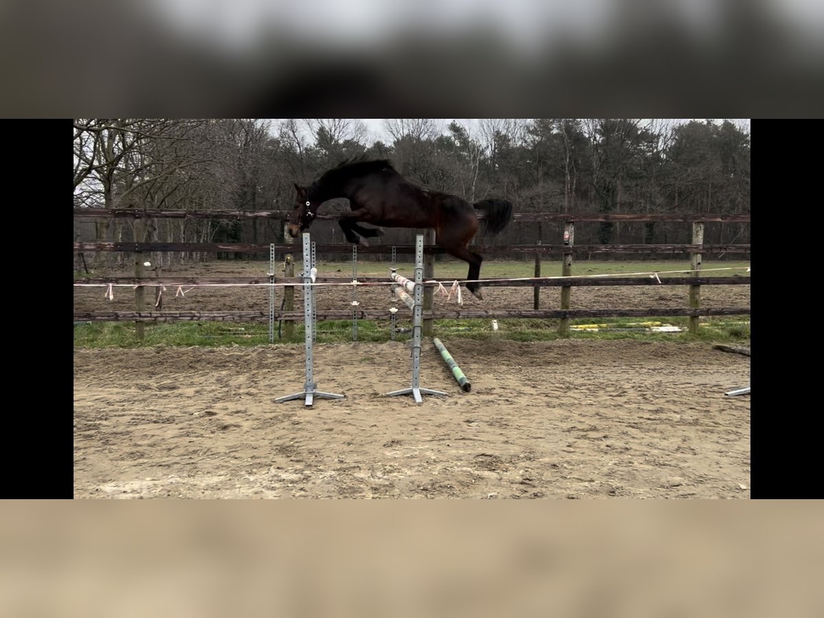 Belgisch Warmbloed Merrie 8 Jaar 167 cm Donkerbruin in Neerglabbeek