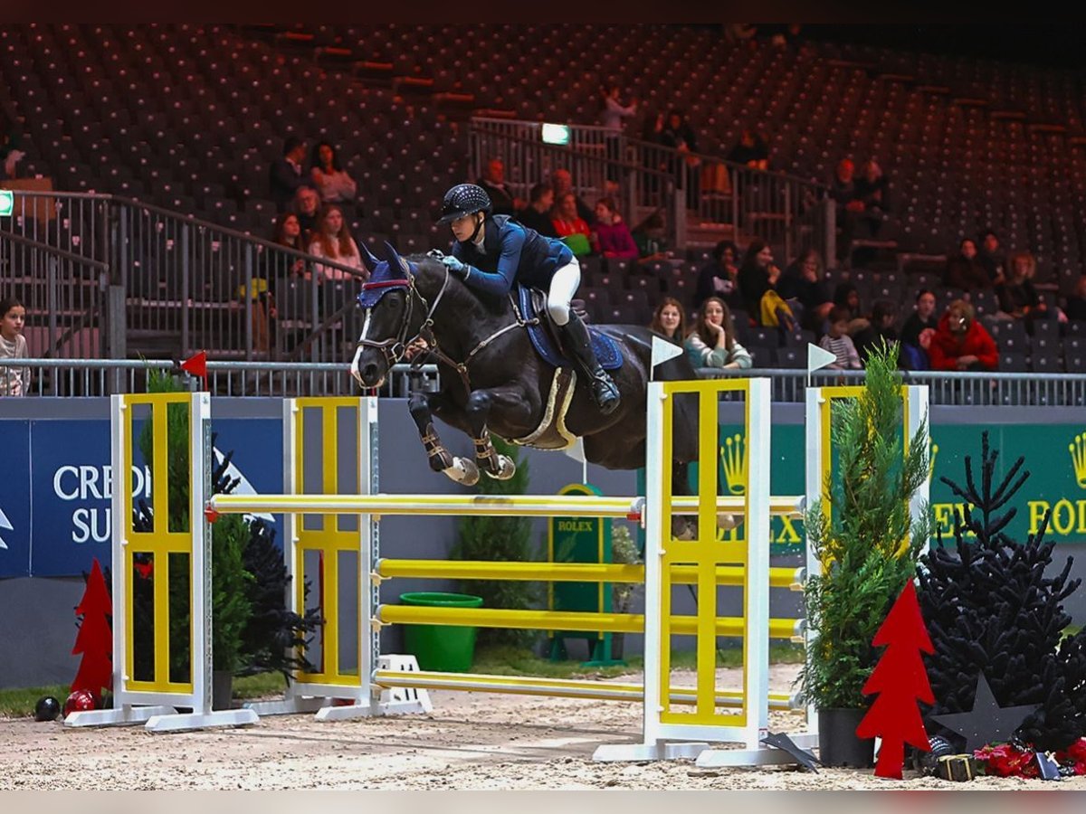 Belgisch Warmbloed Merrie 8 Jaar 168 cm Donkerbruin in Schalunen