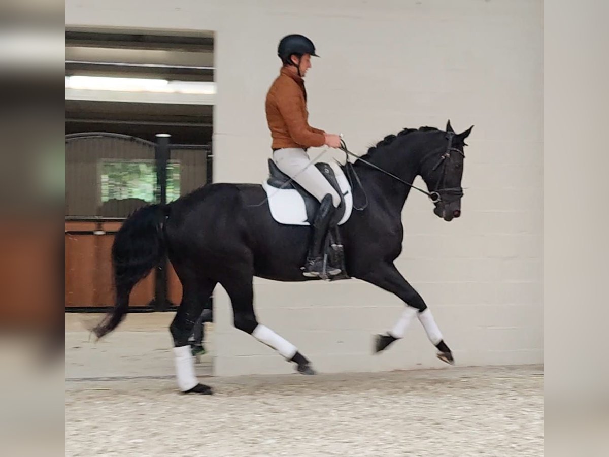 Belgisch Warmbloed Merrie 8 Jaar 170 cm Zwart in Asper