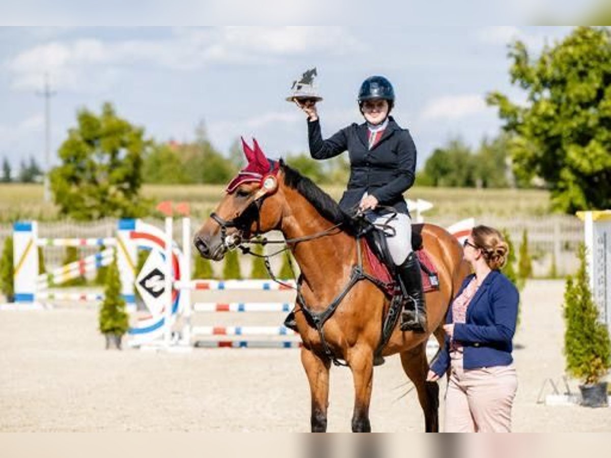 Belgisch Warmbloed Merrie 8 Jaar Roodbruin in Łazy