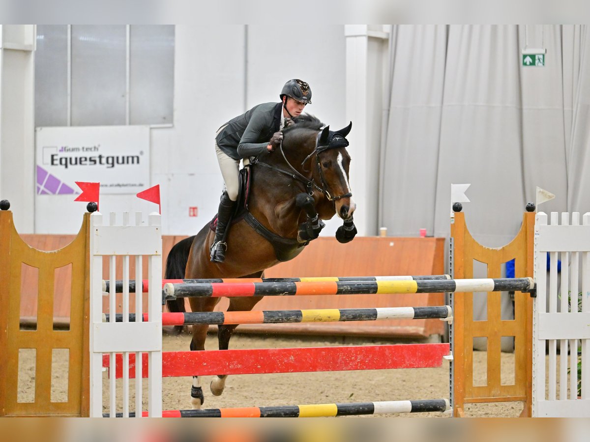 Belgisch Warmbloed Merrie 9 Jaar 167 cm Donkerbruin in Domony