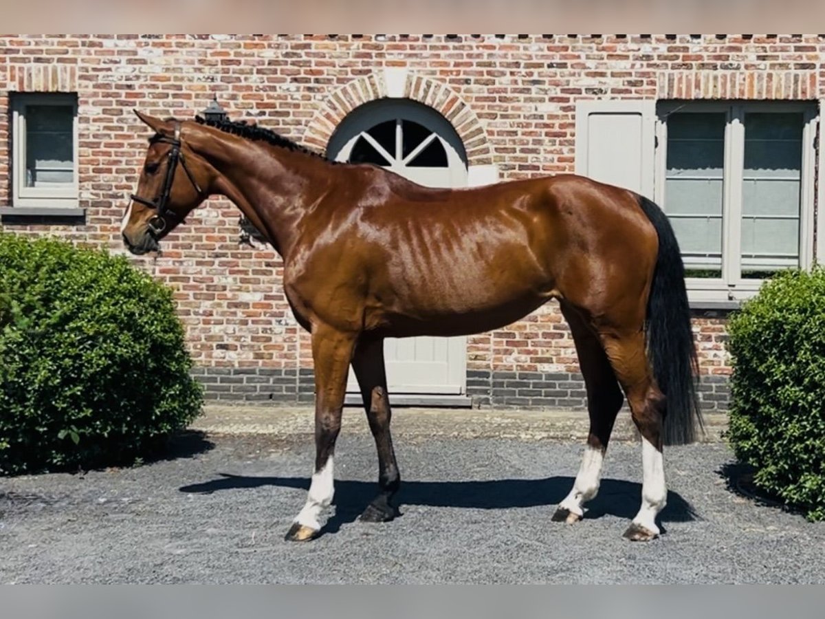 Belgisch Warmbloed Merrie 9 Jaar 167 cm Roodbruin in Bladel