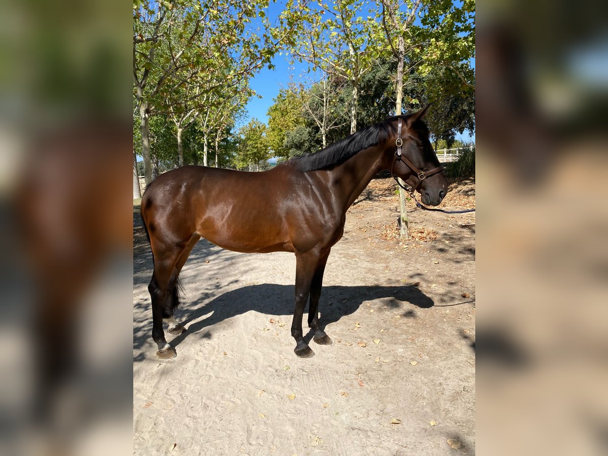 Belgisch Warmbloed Merrie 9 Jaar 170 cm Donkerbruin in Sevenum