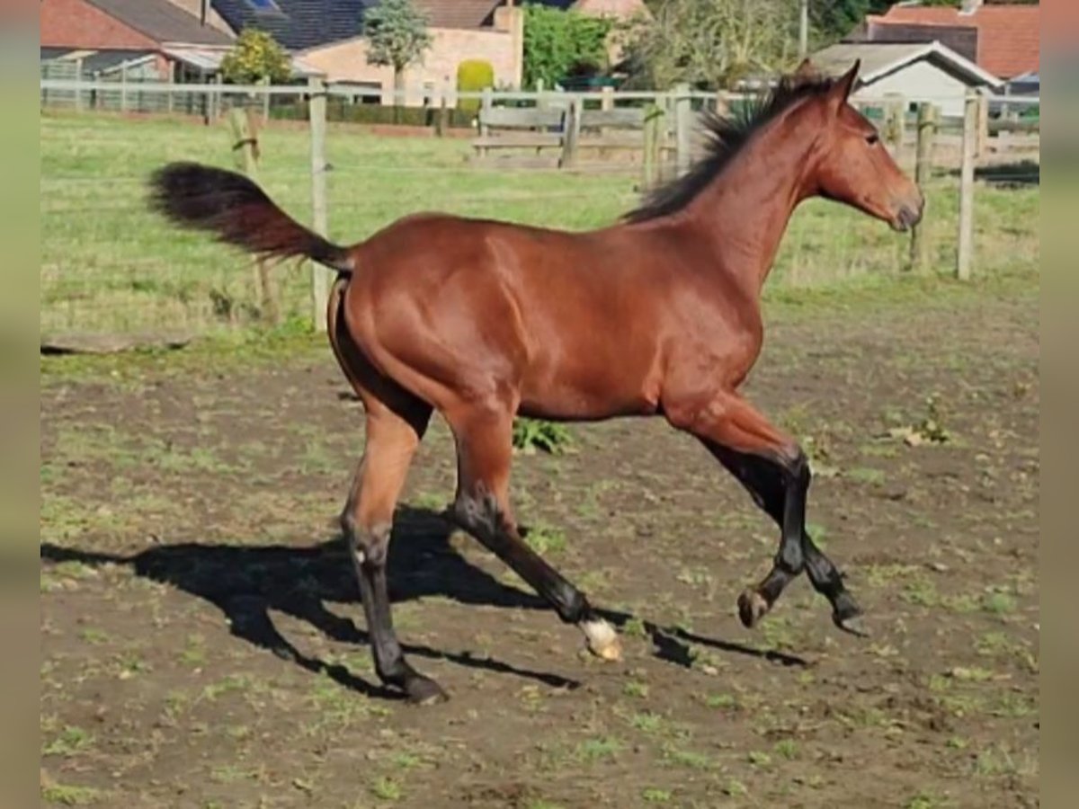 Belgisch Warmbloed Merrie  170 cm Bruin in Ieper