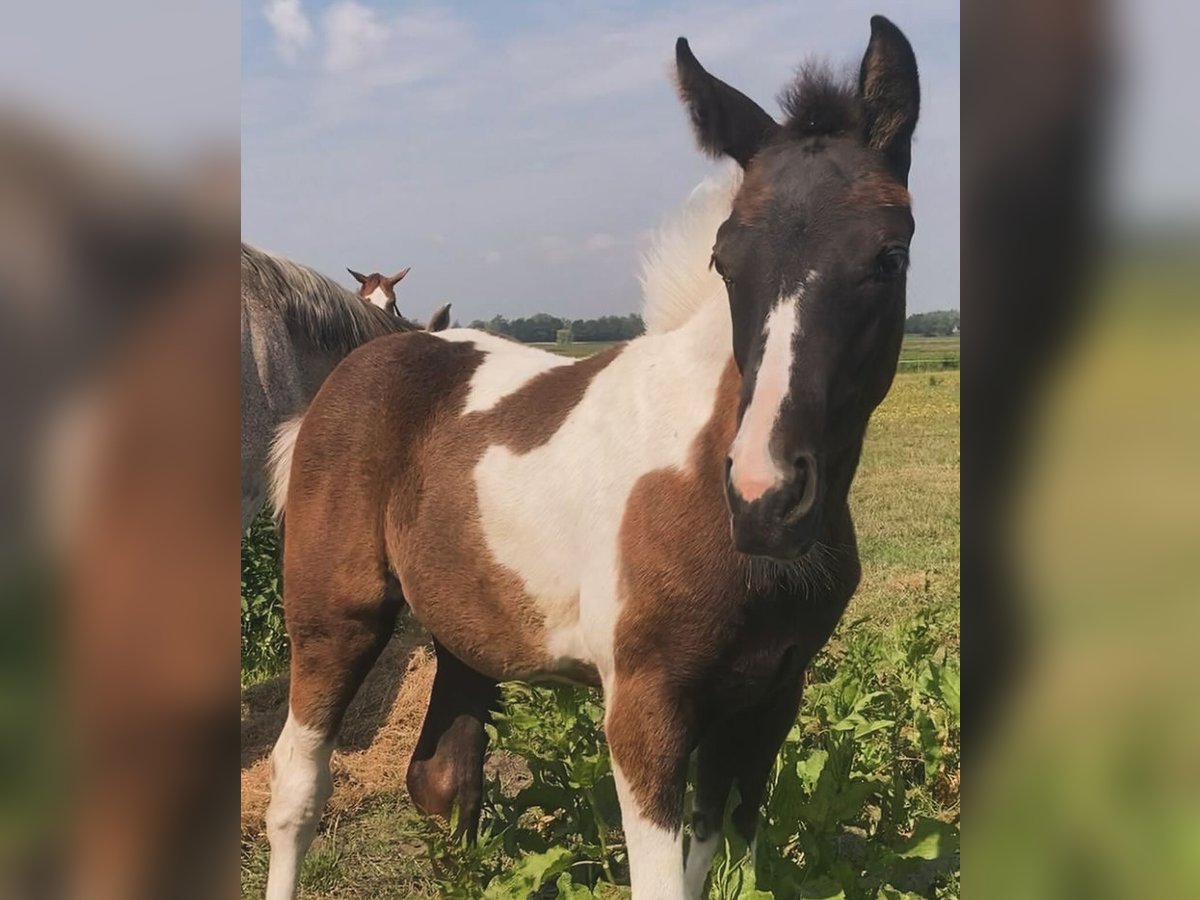 Belgisch Warmbloed Merrie veulen (03/2024) Gevlekt-paard in ssen