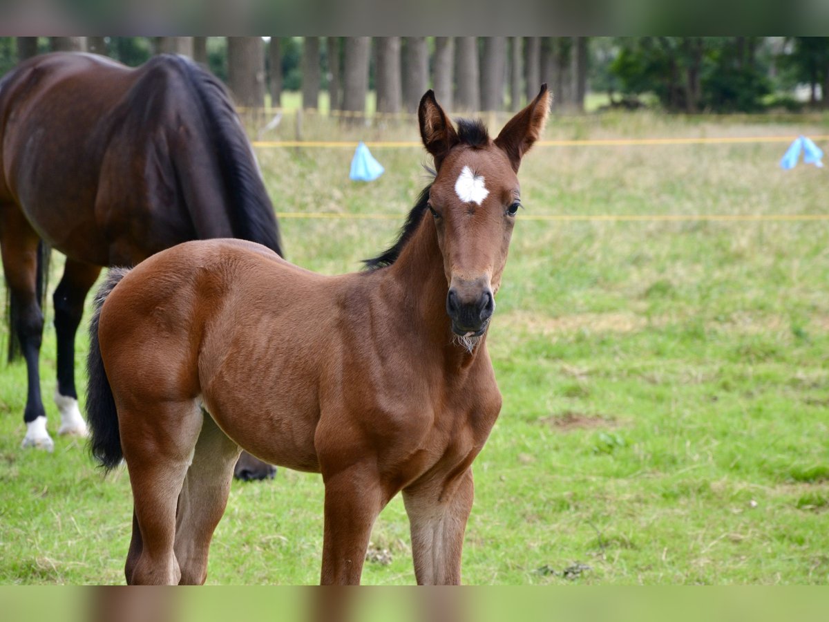 Belgisch Warmbloed Merrie veulen (06/2024) Lichtbruin in Wuustwezel