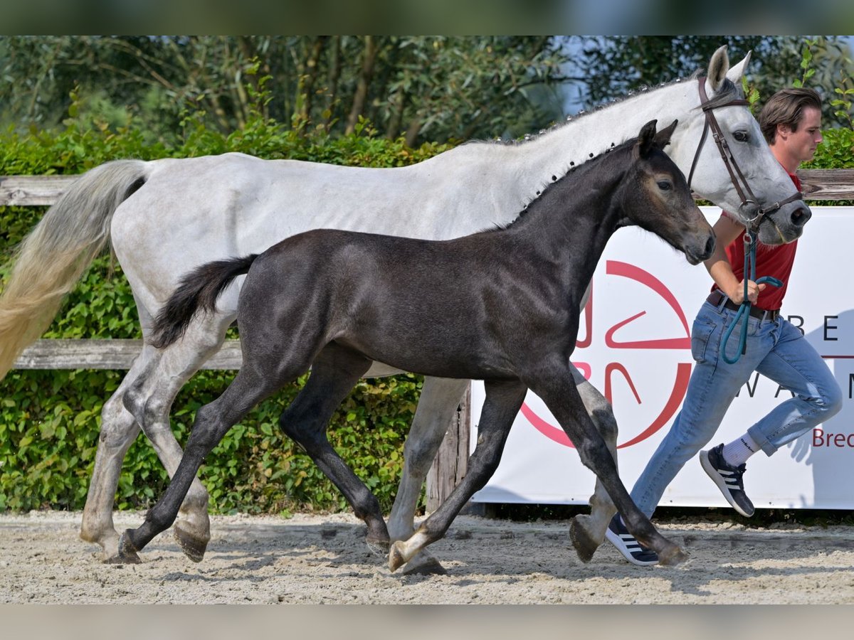 Belgisch Warmbloed Merrie veulen (05/2024) Schimmel in Oud-Heverlee