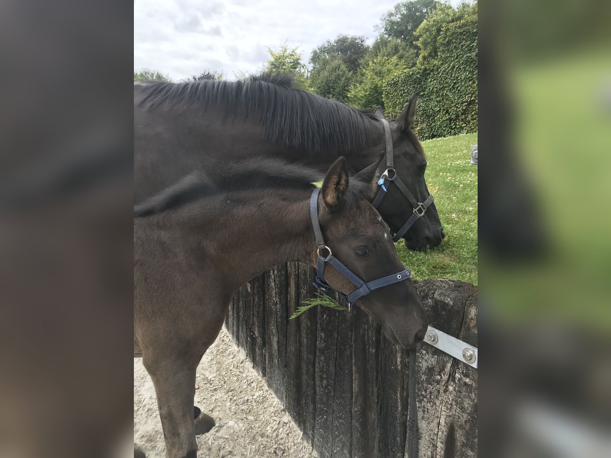 Belgisch Warmbloed Merrie veulen (05/2024) Zwart in Boortmeerbeek