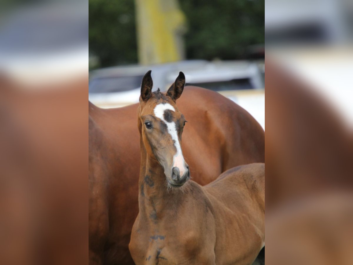 Belgisch Warmbloed Merrie veulen (06/2024) Zwartbruin in Adegem