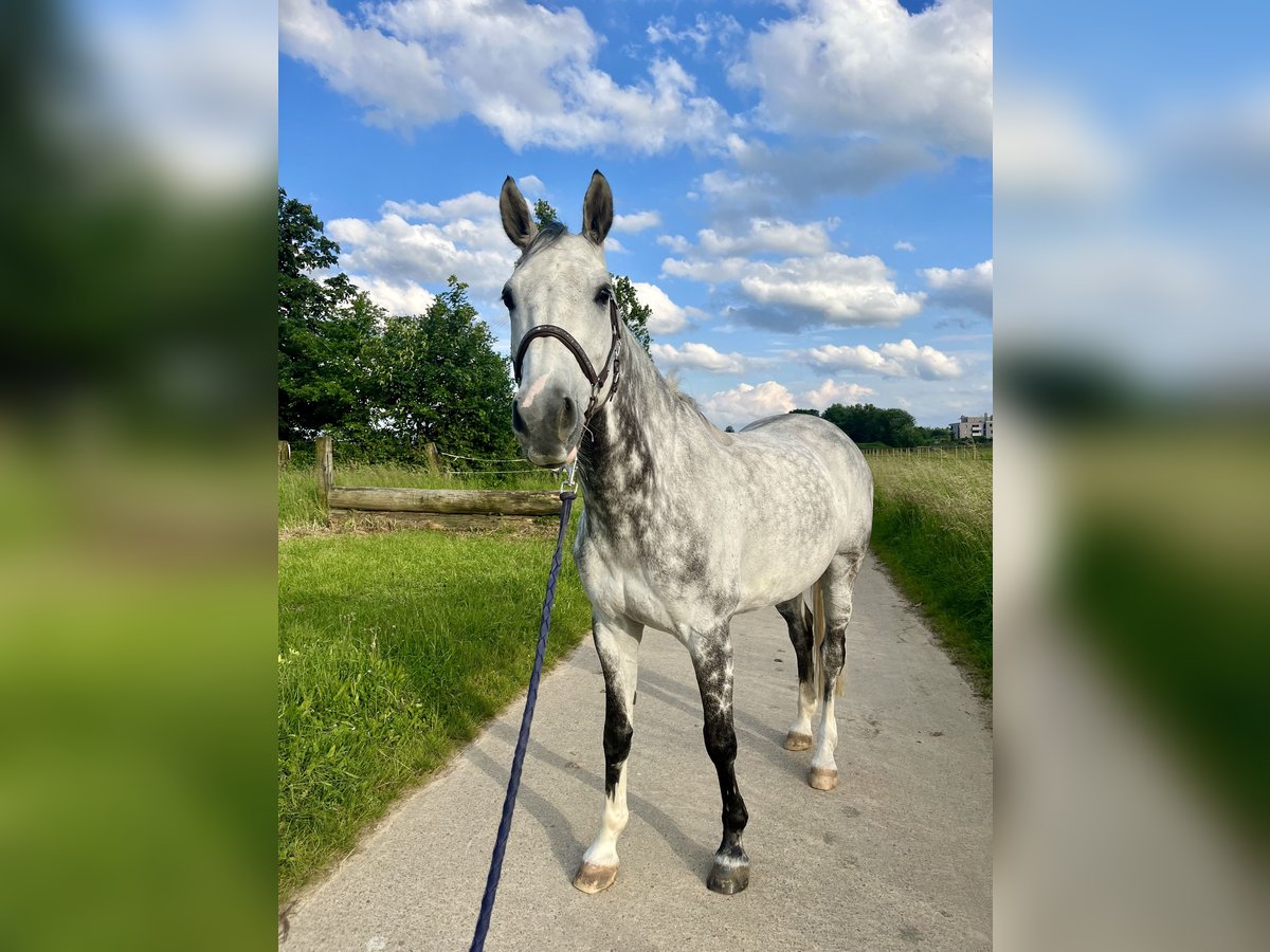 Belgisch Warmbloed Ruin 10 Jaar 160 cm Appelschimmel in Bruxelles