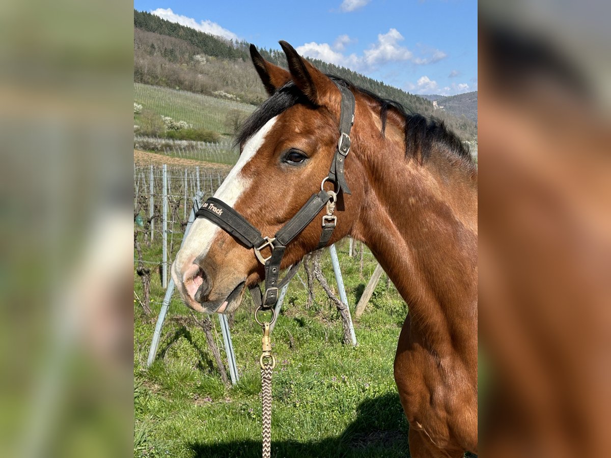 Belgisch Warmbloed Ruin 11 Jaar 160 cm Bruin in selestat