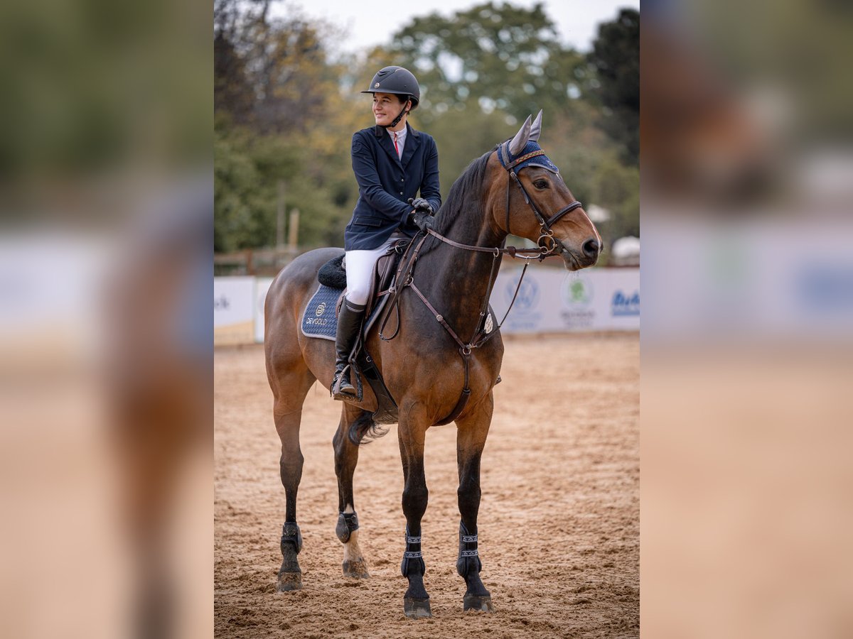 Belgisch Warmbloed Ruin 11 Jaar 167 cm Bruin in Tiefenthal