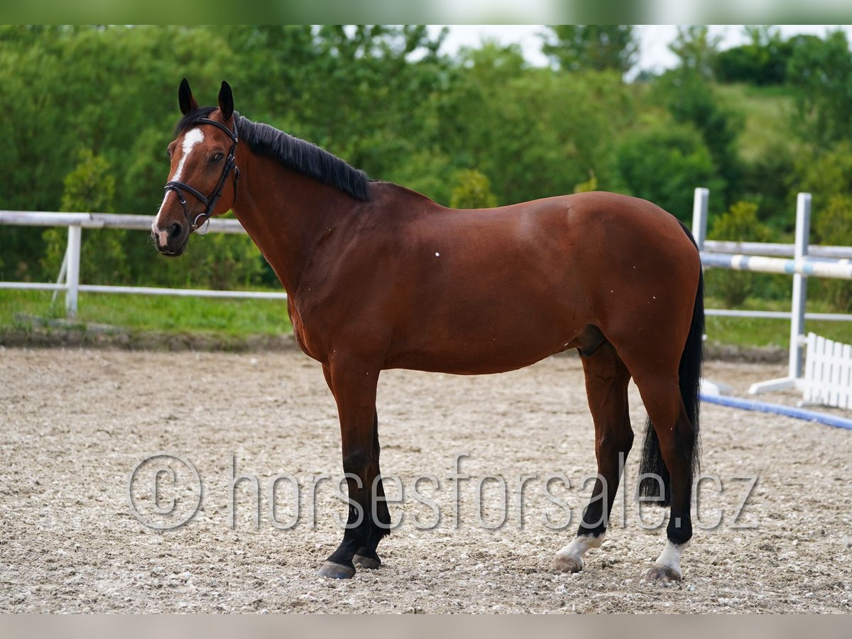 Belgisch Warmbloed Ruin 13 Jaar 169 cm Bruin in Prag