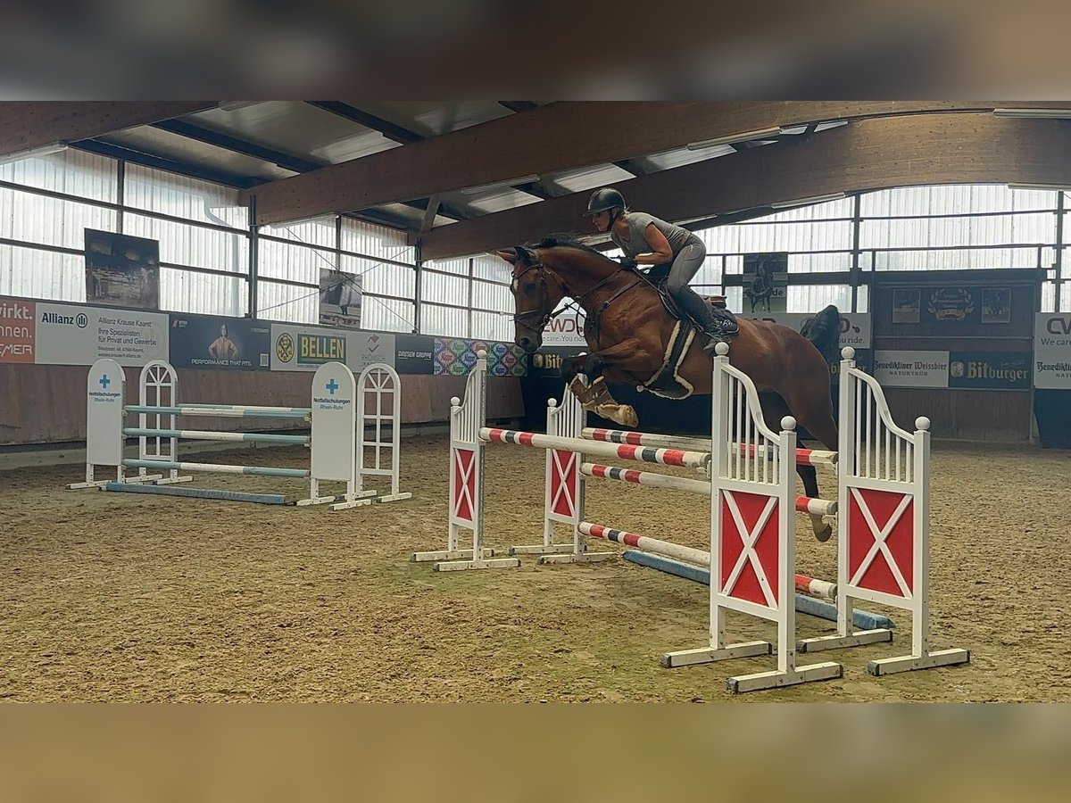 Belgisch Warmbloed Ruin 13 Jaar 173 cm Bruin in Grevenbroich