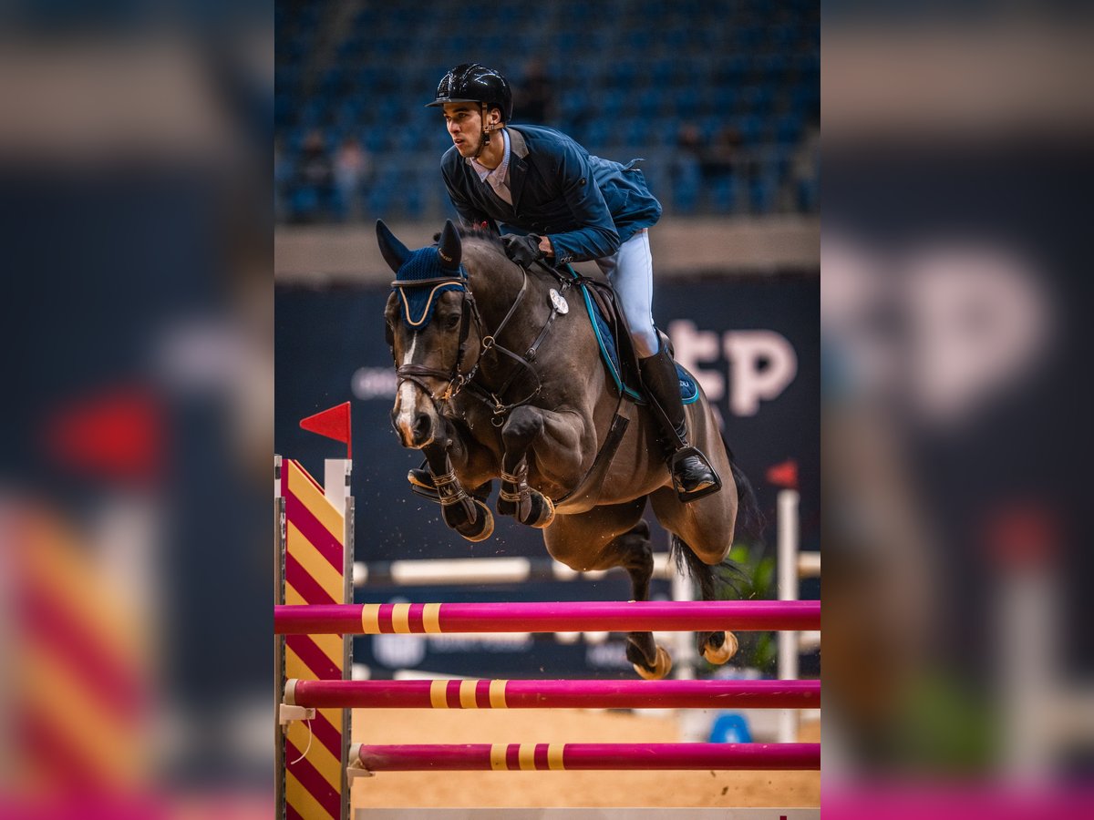 Belgisch Warmbloed Ruin 14 Jaar 165 cm Bruin in Secymin Polski