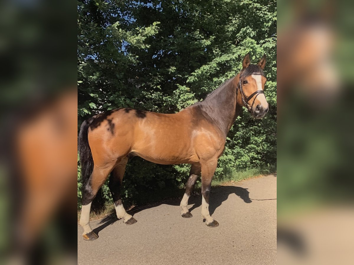 Belgisch Warmbloed Ruin 14 Jaar 170 cm Donkerbruin in Fluorn-Winzeln