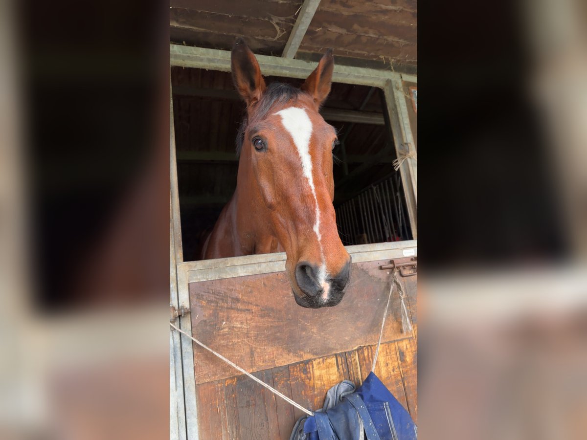 Belgisch Warmbloed Ruin 15 Jaar 184 cm Bruin in Baulers