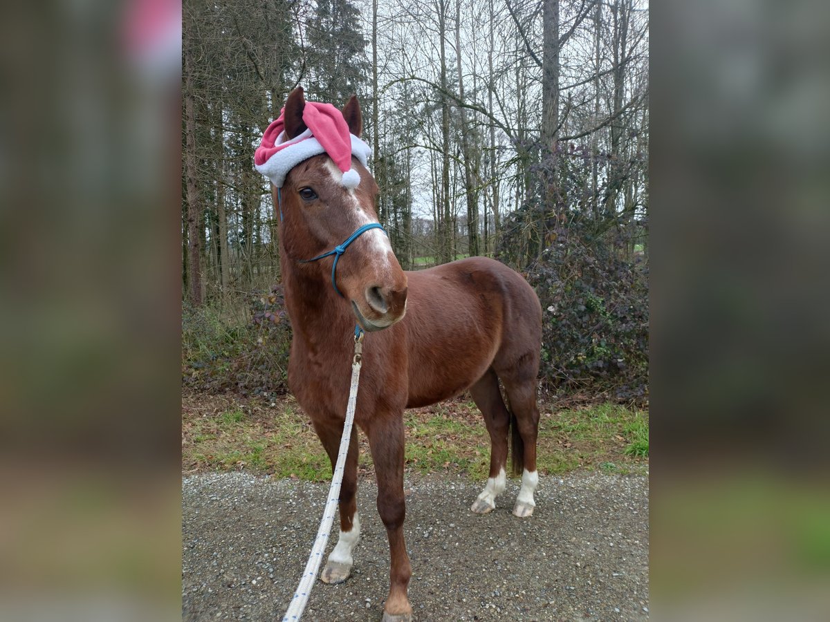 Belgisch Warmbloed Ruin 17 Jaar 160 cm Donkere-vos in Kümmertshausen