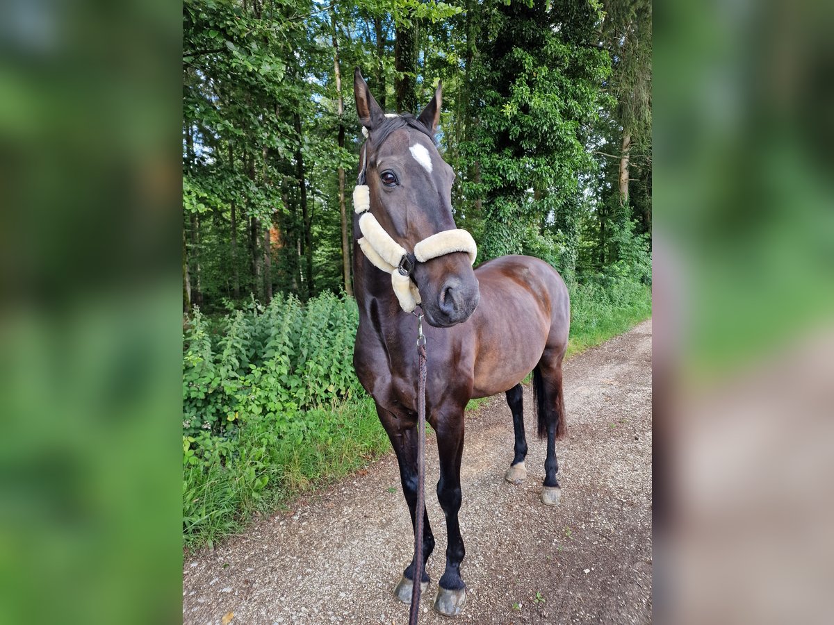 Belgisch Warmbloed Ruin 17 Jaar 165 cm Donkerbruin in Biberist