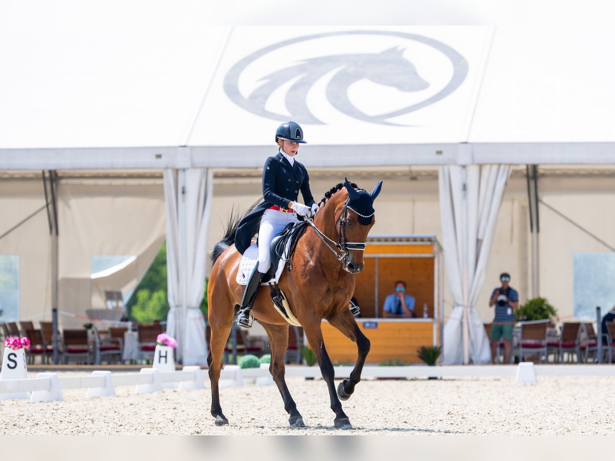 Belgisch Warmbloed Ruin 17 Jaar 173 cm Roodbruin in Trencin