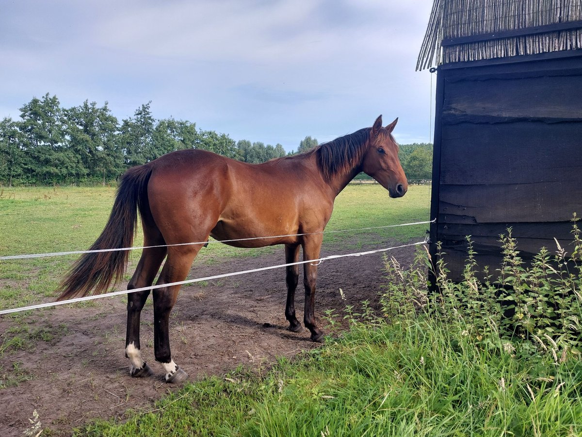 Belgisch Warmbloed Ruin 1 Jaar Donkerbruin in Sint Katelijne Waver